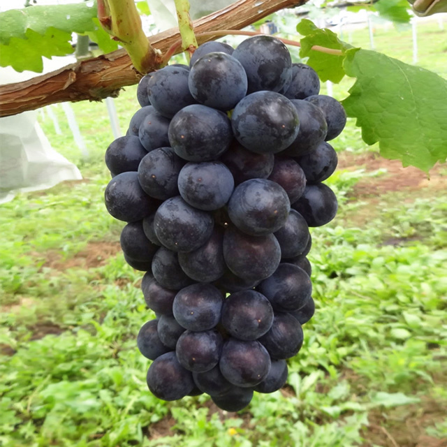 サマーブラック 桔梗ヶ原フルーツガーデンオンラインストア 信州のぶどうの通販 販売